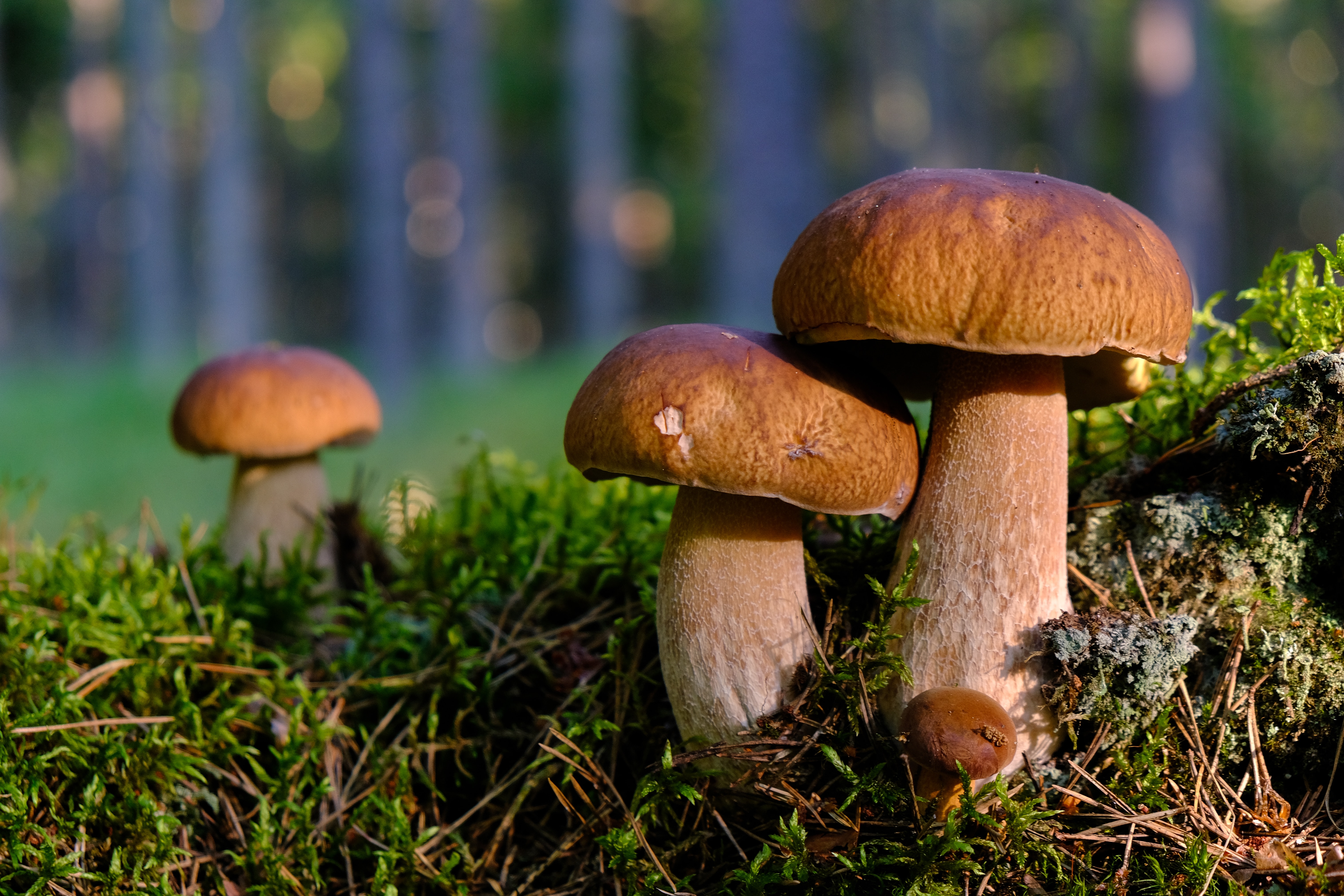 Mushroom supplements for overall health