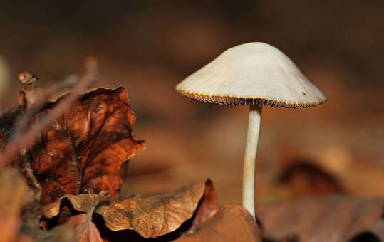 Immune support mushroom gummies